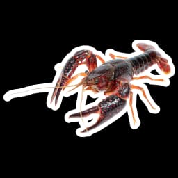 Crayfish